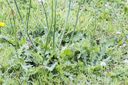 A Better Approach to Weed Control